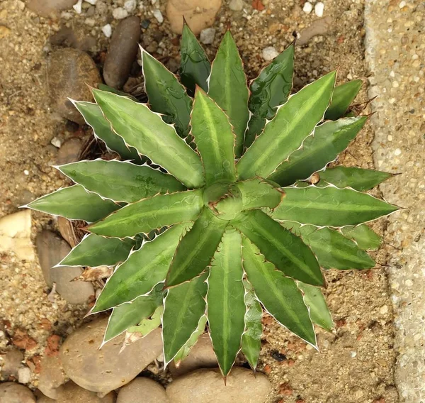 Hermosa Agave Univittata Planta Del Centur Con Cresta Espina Una —  Fotos de Stock