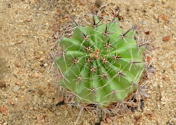 Ďáblové Páteř Matka Tisíců Aligátor Rostlin Nebo Mexické Klobouku Rostlinné — Stock fotografie