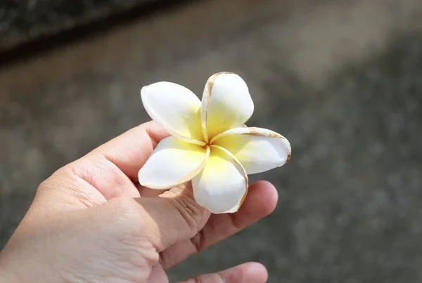 Hand Hält Eine Schöne Weiße Tropische Plumeria Frangipani Blume Einem — Stockfoto
