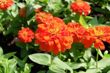 Ev ve Yapı Dekorasyonu İçin Bir Bahçe 'de Portakal Zinnia veya Kasımpatı Peruvianum Çiçekleri Grubu.