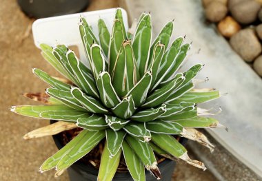 Agave Victoriae Reginae veya Kraliçe Victoria Bahçe Dekorasyonu Agave Bitkisi.