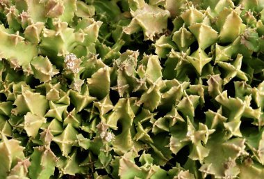 Yeşil Huernia Bitkilerinin Üst Görüş Alanı, Bahçe Dekorasyonu İçin Keskin Dikenli Sulu Bitkiler.