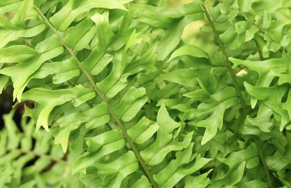 Close Beautiful Fresh Green Nephrolepis Obliterata Australian Sword Fern Atau — Stok Foto