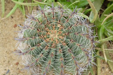 Ferocactus Yarımadası ya da Tropikal Bahçedeki Altın Fıçı Kaktüs Bitkisi. Bahçe dekorasyonu için keskin dikenli sulu bitkiler..