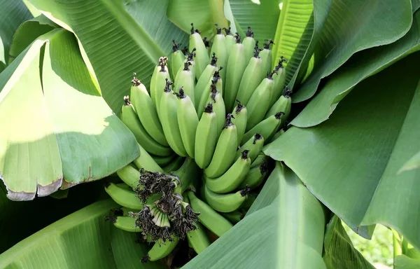 Koncepcja Ekologiczna Tropikalne Drzewo Bananowe Owocami Bananowymi Ogrodzie Kuchennym — Zdjęcie stockowe