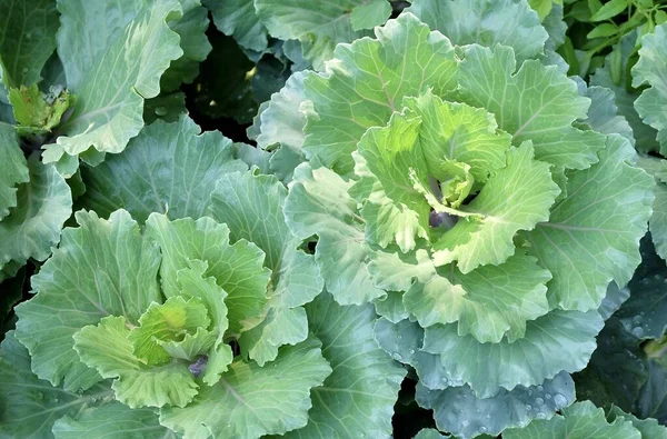 Groenten Heerlijke Verse Brassica Oleracea Collard Groene Kool Groeien Kitchen — Stockfoto