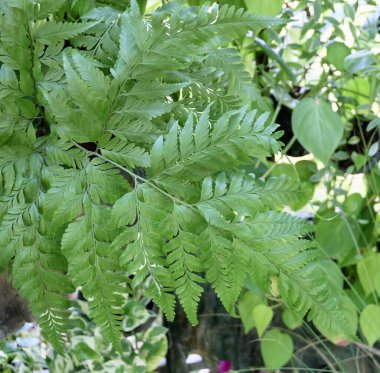 Güzel Yeşil Eklembacaklıların Kapanışı ya da Holly Eğreltiotları.