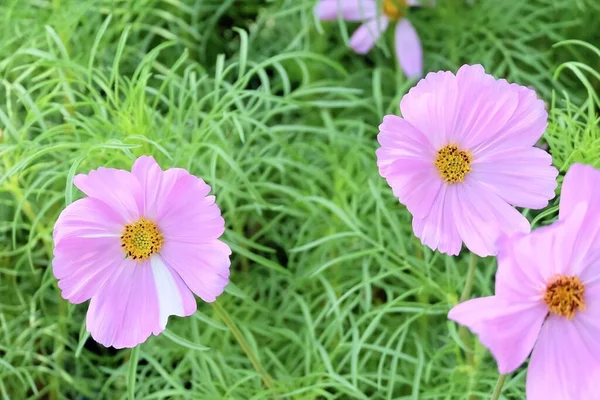 Bright and Beautiful Pink Cosmos Flowers or Cosmos Bipinnatus for Garden Decoration.