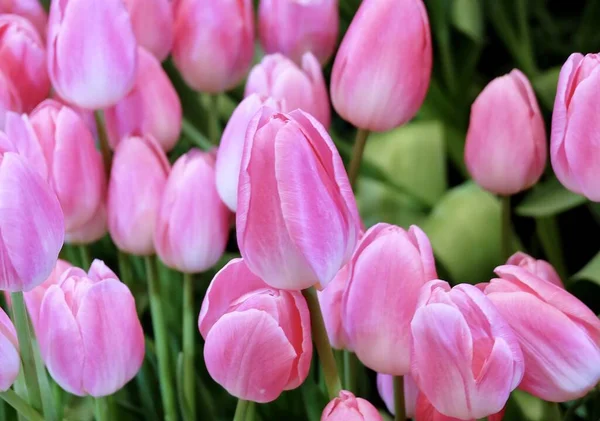 Beautiful Flower Lovely Pink Tulip Flowers Greenhouse Agribusiness Garden Symbol — Stock Photo, Image