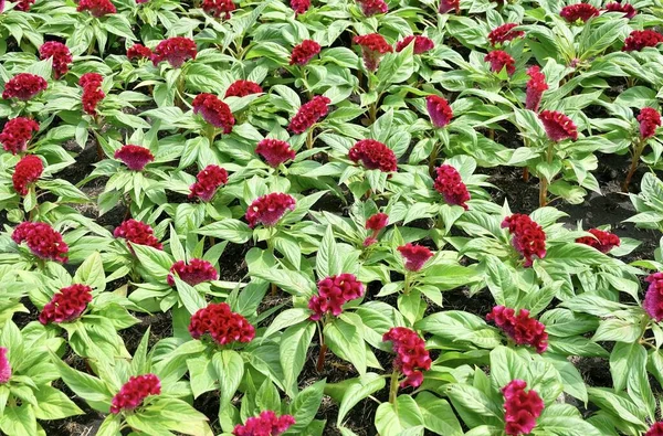 Bellissimo Cockscomb Rosso Fiori Lana Celosia Cristata Fiori Sfondo Fiore — Foto Stock