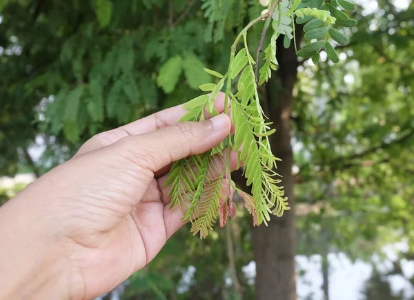 Mâna Care Ține Tamarind Frunze Ramura Copacilor — Fotografie, imagine de stoc