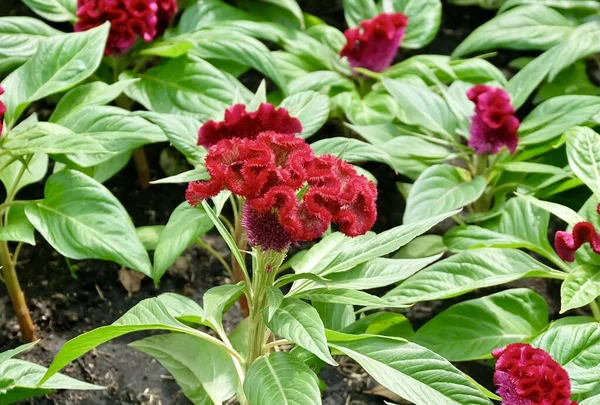 Red Cockscomb Yang Cantik Woolflowers Atau Celosia Cristata Flowers Sebuah — Stok Foto