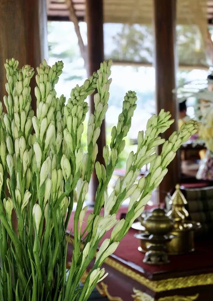 Bunch of Beautiful Agave Amica or Tuberose Flowers and Buds for Home and Building Decoration, A Popular Floral Used As A Note in Perfumery or Mixed Floral Scents