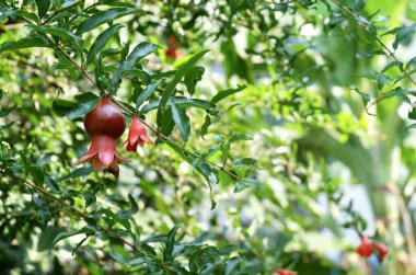 Meyve, Olgun ve Tatlı Nar veya Punica Granatum Meyveleri. Dünyanın en popüler meyvelerinden biri..