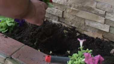 Petunya çiçek dikim adam