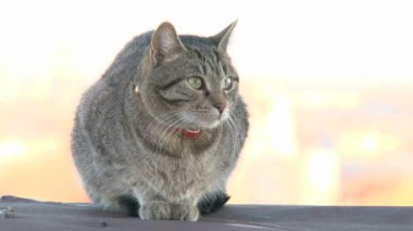 çıkıntının üzerinde kedi