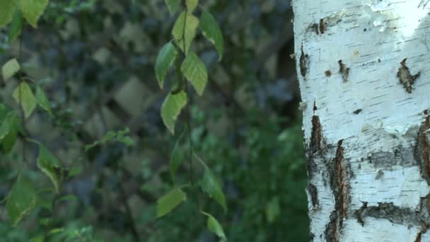 Conceito ecológico - adolescente carregando smartphone da árvore — Vídeo de Stock