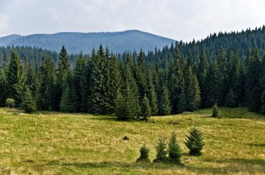 Pine Tree Forrest in the Montains clipart