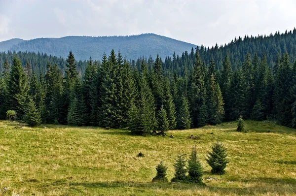 Pinheiro Forrest nas Montanhas — Fotografia de Stock