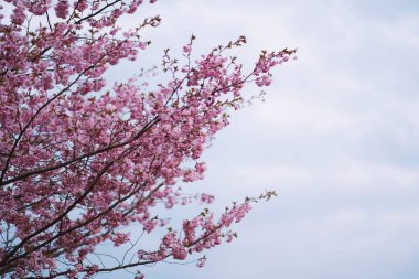 Mavi gökyüzünün altındaki ağaçta pembe kiraz çiçeklerinin güzel dallarının seçici odak noktası, bahar mevsiminde güzel Sakura çiçekleri, çiçek desenleri, doğa çiçekli arka plan..