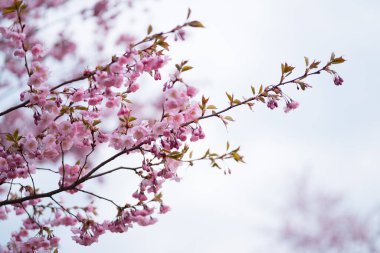 Mavi gökyüzünün altındaki ağaçta pembe kiraz çiçeklerinin güzel dallarının seçici odak noktası, bahar mevsiminde güzel Sakura çiçekleri, çiçek desenleri, doğa çiçekli arka plan..