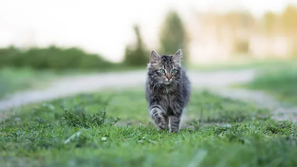 Gato Listrado Cinza Fofo Andando Grama Durante Dia Olhando Direto — Fotografia de Stock