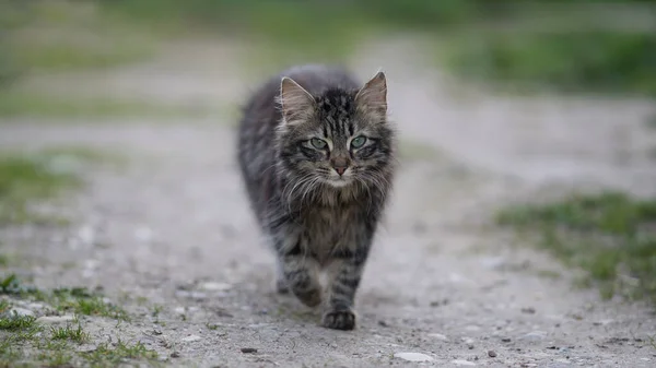 Çizgili, gri ve tüylü kedi kırsal bir yolda yürüyor akşam vakti. 