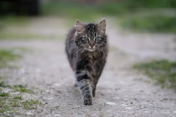 Ριγέ Γκρι Και Χνουδωτή Γάτα Περπατώντας Ένα Αγροτικό Δρόμο Βράδυ — Φωτογραφία Αρχείου