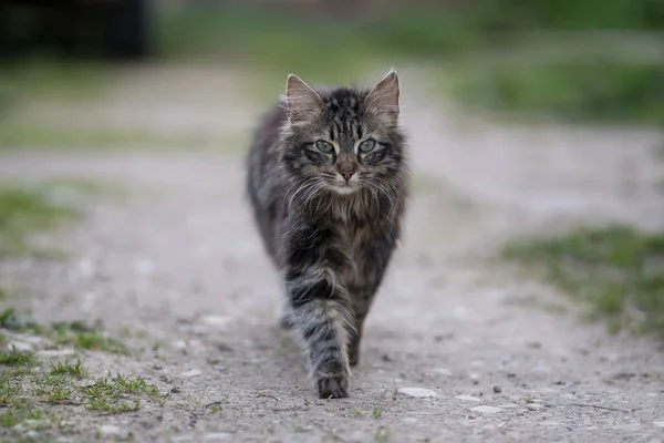 Çizgili, gri ve tüylü kedi kırsal bir yolda yürüyor akşam vakti. 