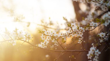 Altın saatinde çiçek açan kiraz ağacının dalları. Pankart için bahar arkaplanı. Güneş etkisi, seçici odak, 16x9