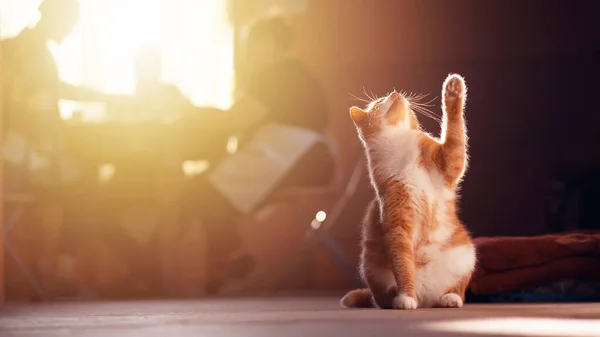 Portrait of Ginger Cat Raising up Paw in the kitchen while the family are eating breakfast on a sunny morning, golden hour