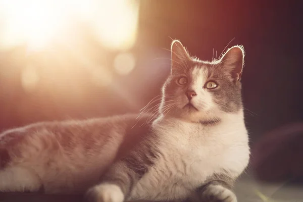 Όμορφη Γκρι Γάτα Στο Φως Του Ήλιου Γάτα Στη Χρυσή — Φωτογραφία Αρχείου