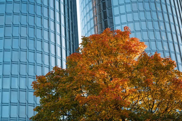 Piękne Kolory Jesieni Mieście — Zdjęcie stockowe