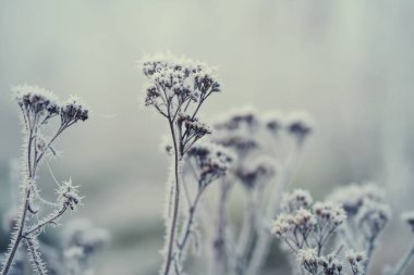 Forest floor of dry plants in hoarfrost, close-up. Morning fog. Seasons, climate change, ecology, botany. Natural blue and white background. Macro Photography, copy space, vintage look
