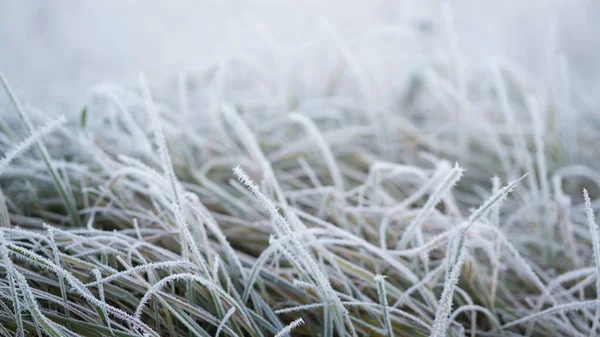 Winter morning frost on grass in meadow field. Close up ice on grass in field. Cold ice in winter season weather. Beautiful frost ice crystals on grass in garden. Selective focus