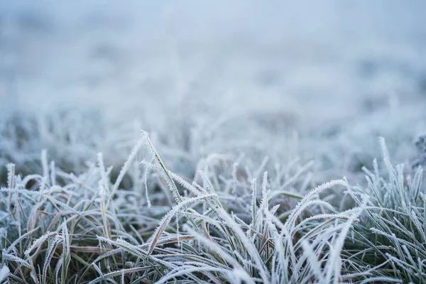 Winter Morning Frost Grass Meadow Field Close Ice Grass Field — Zdjęcie stockowe