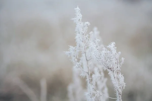 Forest Floor Dry Plants Hoarfrost Close Morning Fog Seasons Climate — Zdjęcie stockowe