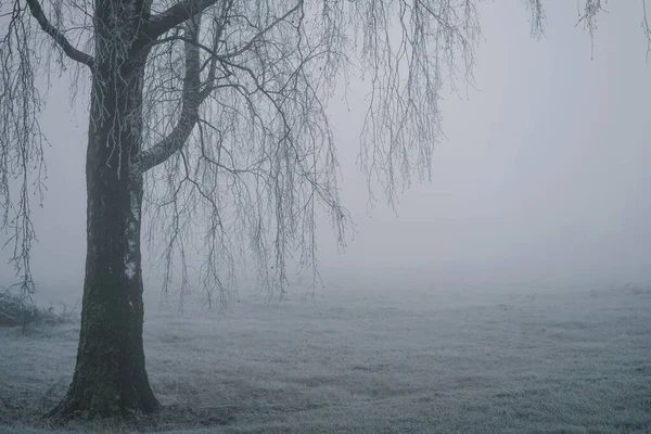 Old Birch Tree Branches Foggy Autumn Morning Selective Focus — Stockfoto