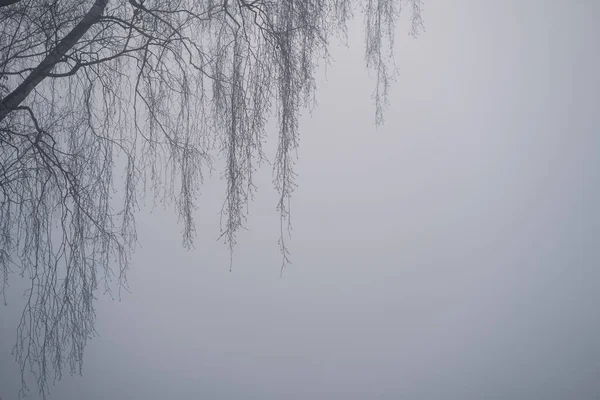 Birch Branches Foggy Autumn Morning Copy Space — стокове фото