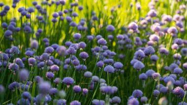 flowering onions on a sunny day, selective focus
