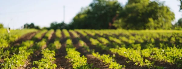 blurred image of potatoe field on a sunny spring day