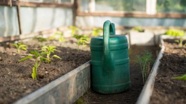 greenhouse view with pepper seedlings and a green watering can on a sunny spring morning, focus on the can