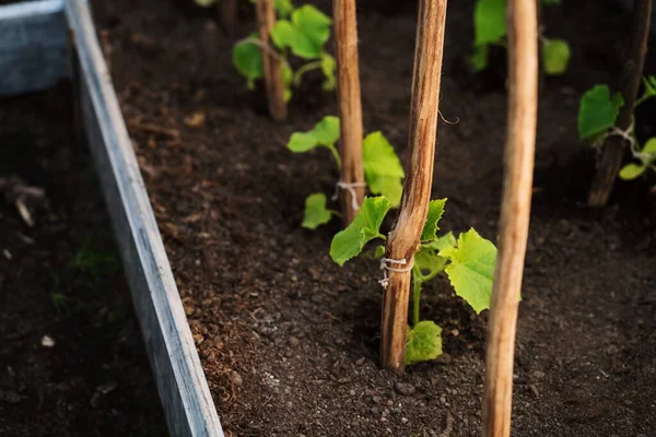 Seedlings of cucumbers on a garden bed in a greenhouse. Growing cucumbers