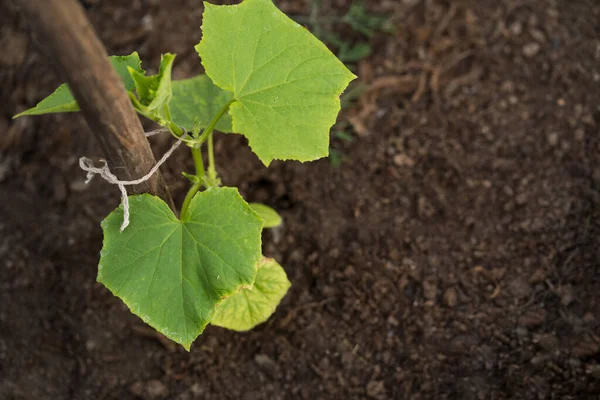 Seedlings of cucumbers on a garden bed in a greenhouse. Growing cucumbers