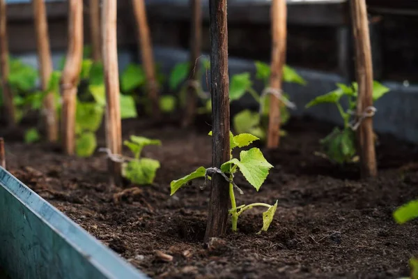 Seedlings of cucumbers on a garden bed in a greenhouse. Growing cucumbers
