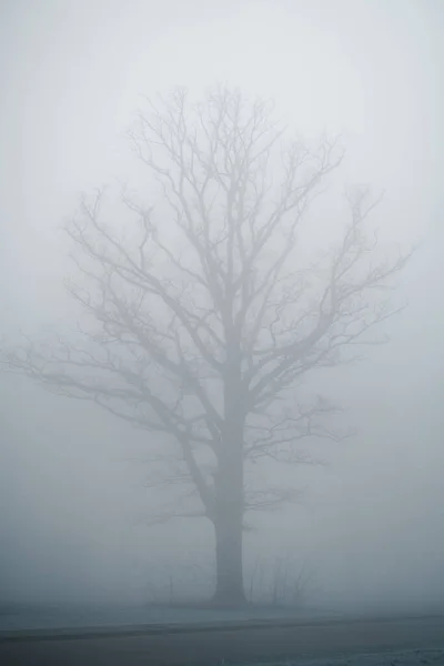 Дерево Тумане Холодным Осенним Утром — стоковое фото