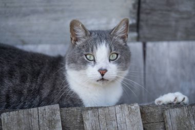 Beyaz göğüslü gri kedi gün boyunca eski ahşap evin yanında dinleniyor. Yeşil gözlü, ciddi bir kedi