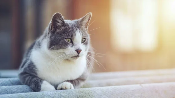 Όμορφη Γκρι Γάτα Λευκό Στήθος Χαλαρώνοντας Μπροστά Από Σπίτι Κατά — Φωτογραφία Αρχείου