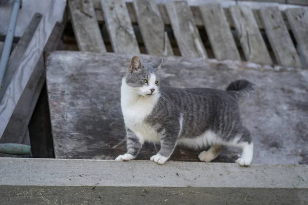 Γκρι Γάτα Λευκό Στήθος Πόδια Κοντά Στο Παλιό Ξύλινο Σπίτι — Φωτογραφία Αρχείου