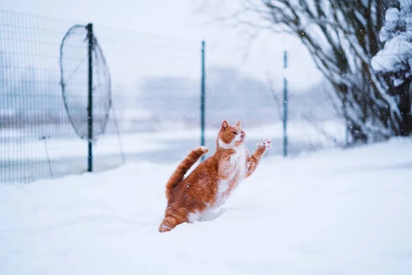 Kedi Karın Tadını Çıkarıyor Mutlu Kızıl Kedi Karları Yakalıyor — Stok fotoğraf